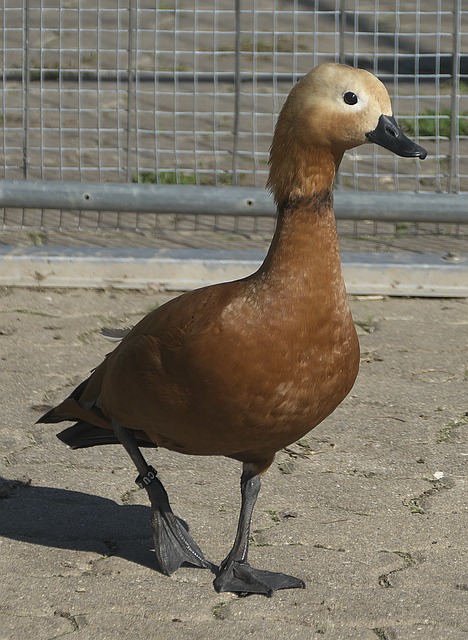 以及他父亲