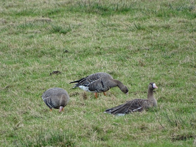 戴維斯缺席 戴維斯缺席